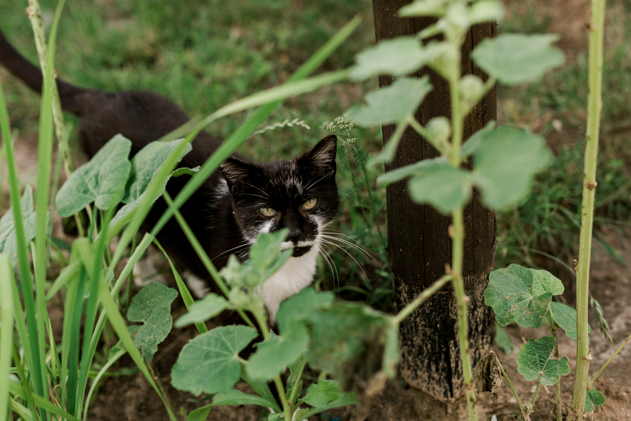 Czarnobiały kot ukryty między zielonymi liśćmi i trawą, patrzy w obiektyw stojąc przy drewnianym słupie w ogrodzie Starodawnej Chaty